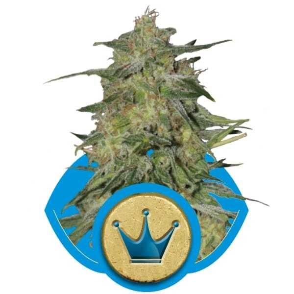 Royal Queen Seeds Royal Highness Feminised 