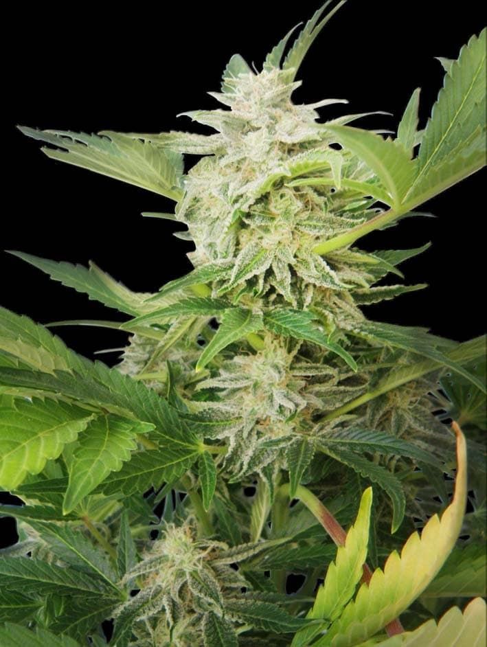 Royal Queen Seeds Royal AK Automatic Feminised Seeds