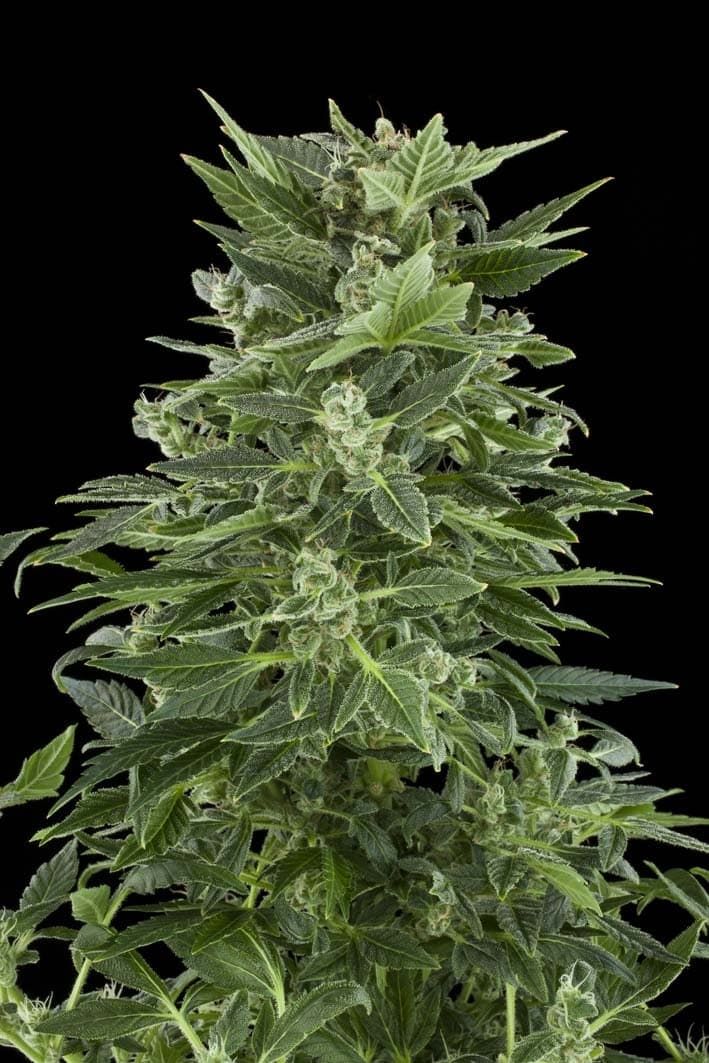Royal Queen Seeds Royal Automatic Feminised Seeds