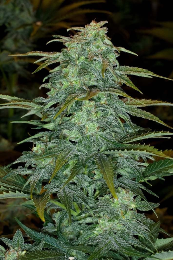 Royal Queen Seeds Royal Haze Automatic Feminised Seeds