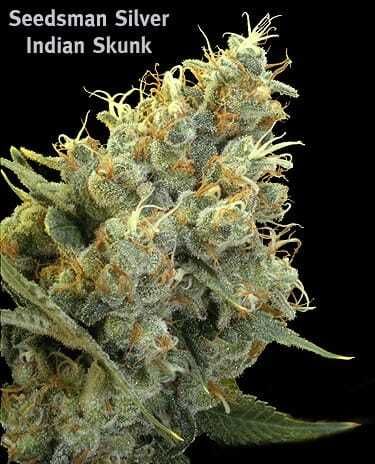 Seedsman Seedbanki - Indian Skunk Regular 