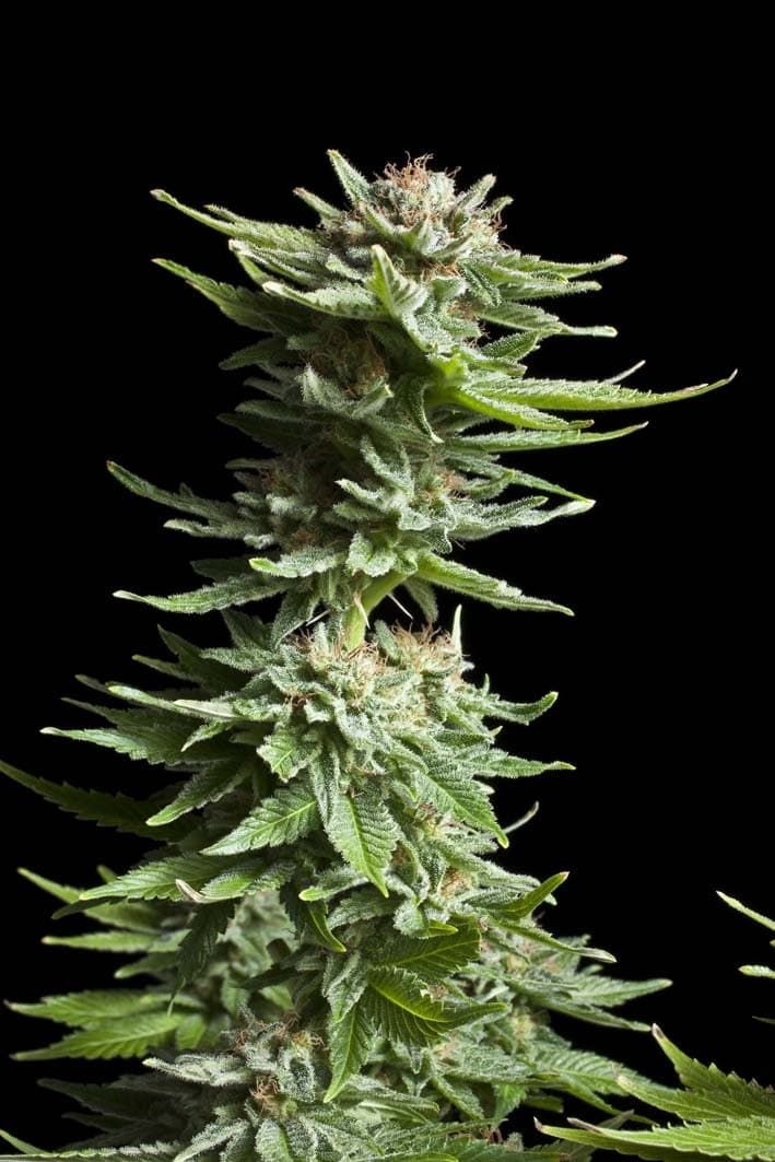Royal Queen Seeds Shining Silver Haze Feminised Seeds