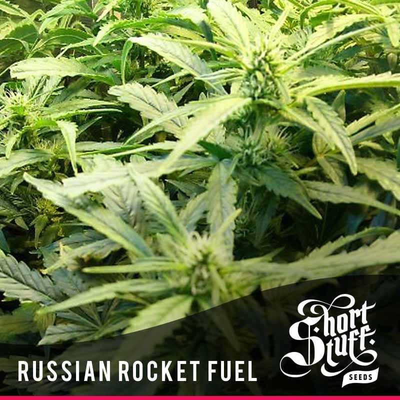 short stuff russian rocket fuel