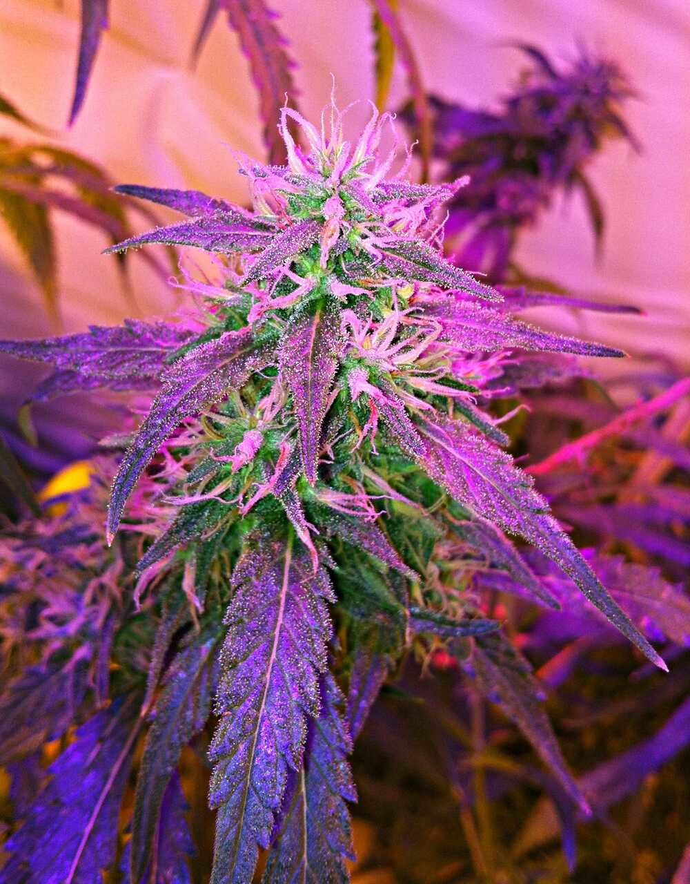 Delta 9 Labs Southern Lights #7 Feminized Seeds