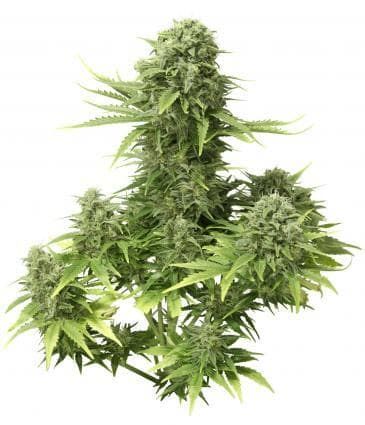 Dutch Passion StarRyder Auto-flowering Feminised Seeds
