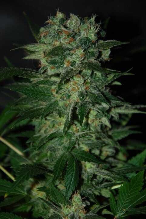 World of Seeds Stoned Immaculate Feminised Seeds