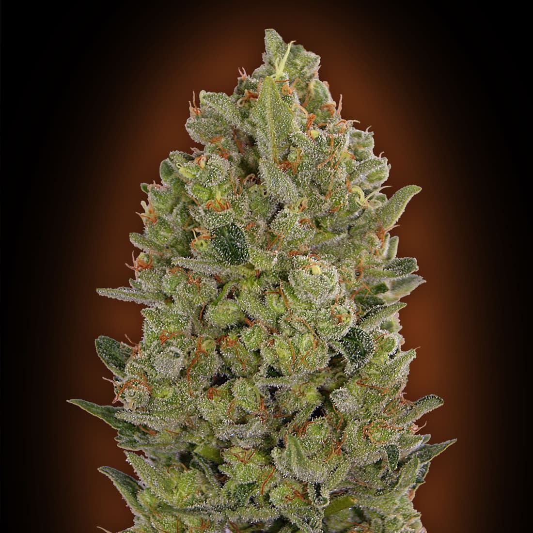Sweet Seeds Collection #3 Feminized Seeds