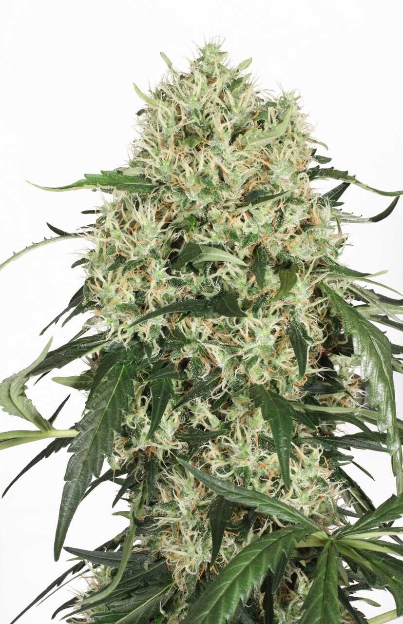 Dutch Passion The Ultimate Feminised Seeds