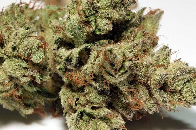 Sour Power Feminized Cannabis Bud by HortiLab