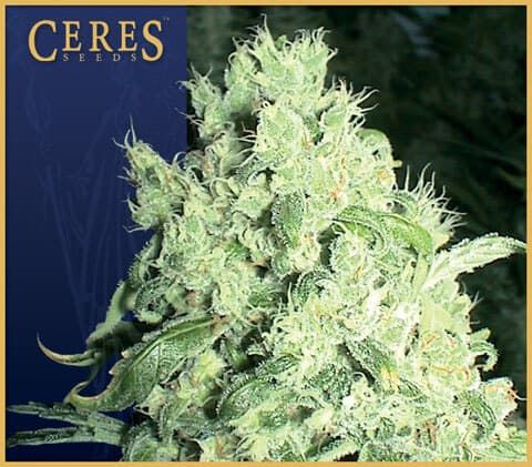 Ceres Seeds White Indica Feminised Seeds