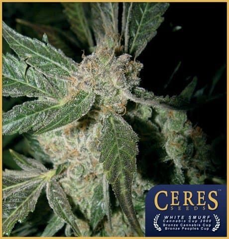 Ceres Seeds White Panther Feminised Seeds