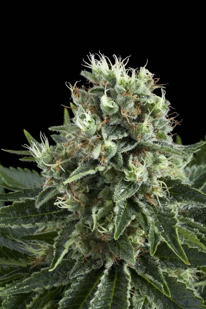 Royal Queen Seeds White Widow Feminised Seeds