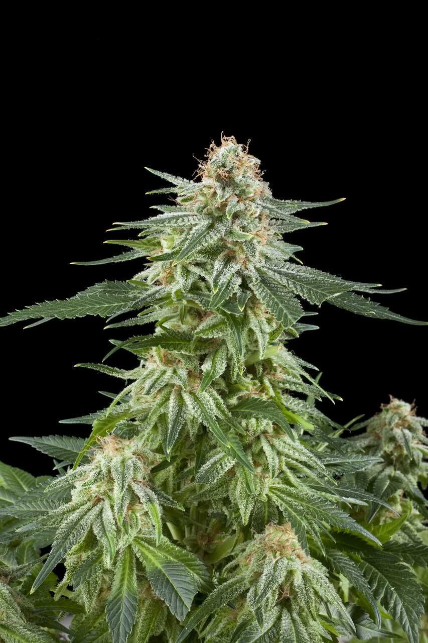 Royal Queen Seeds White Widow Automatic Feminised