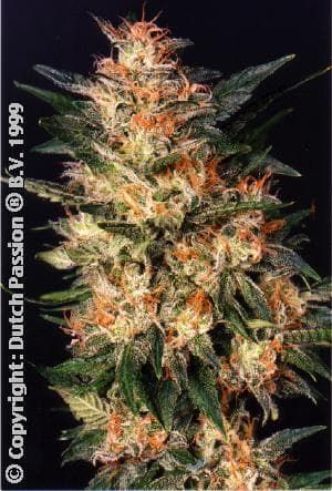 Dutch Passion White Widow Feminised Seeds