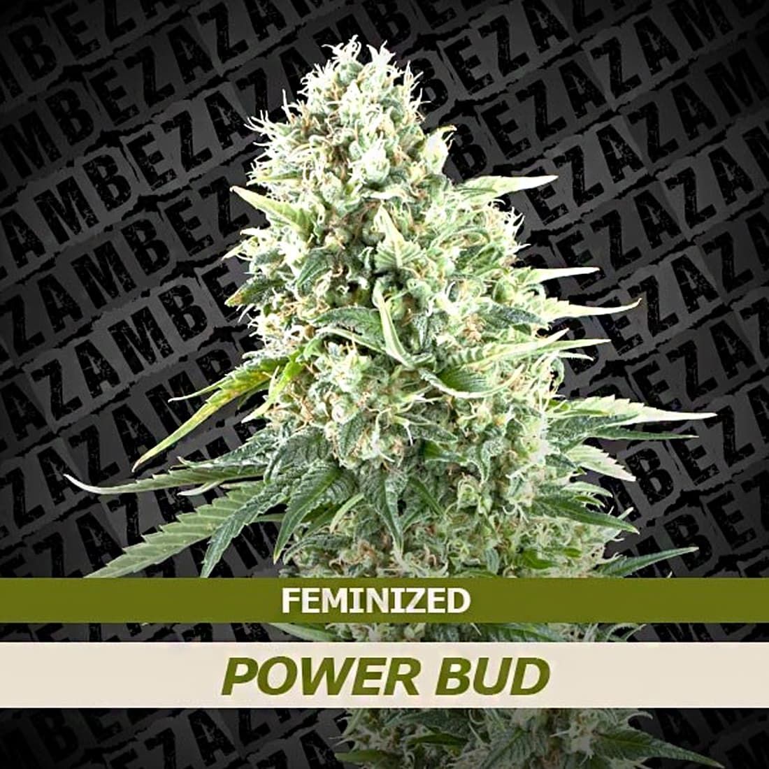 ZAMBEZA Seeds Power Bud Feminized Seeds