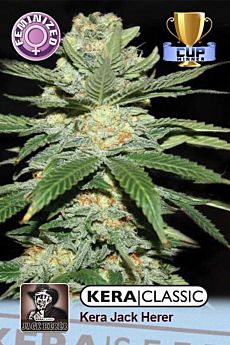 Jack Herer Feminized and Autoflower Seeds For Sale