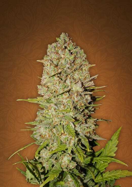Buy FastBuds Seeds Pineapple Express Auto Feminized Seeds by 