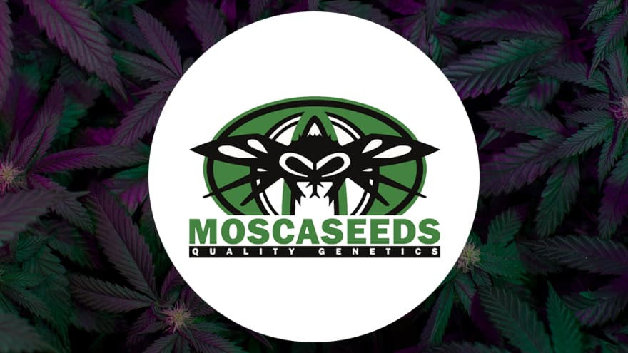 https://media.seedsupreme.com/media/codazon_cache/brand/1200x/codazon/brand/Covers/mosca-seeds-seedbank-cover.jpg