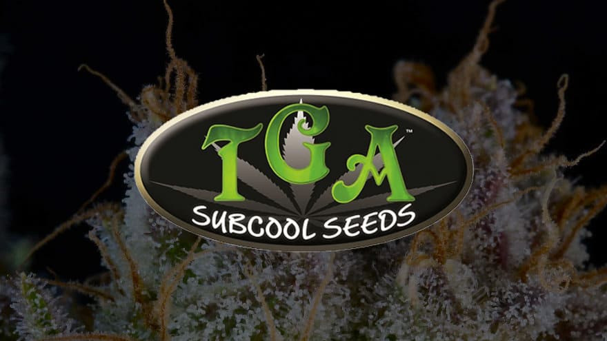 https://media.seedsupreme.com/media/codazon_cache/brand/1200x/codazon/brand/Covers/tga-subcool-genetics-seedbank-cover.jpg