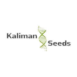 https://media.seedsupreme.com/media/codazon_cache/brand/250x/codazon/brand/kaliman_seeds.png