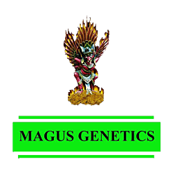 https://media.seedsupreme.com/media/codazon_cache/brand/250x/codazon/brand/magus-genetics-seedbank.png