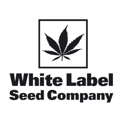 Purple Bud Semillas Auto de White Label – Sensi Seeds