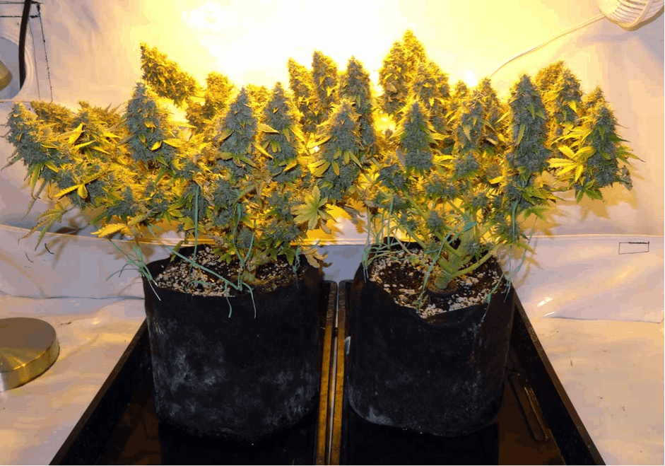 Growing Pot in Pots: The Pros and Cons 