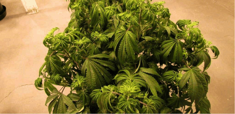 Diagnosing and Dealing with Overwatered Marijuana Plants 