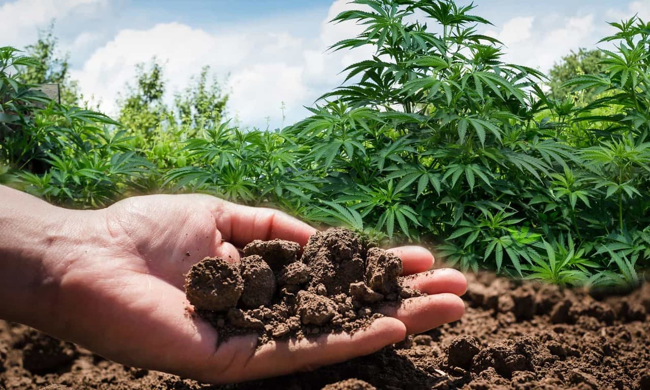 Compost for Cannabis: Why DIY Is Best 