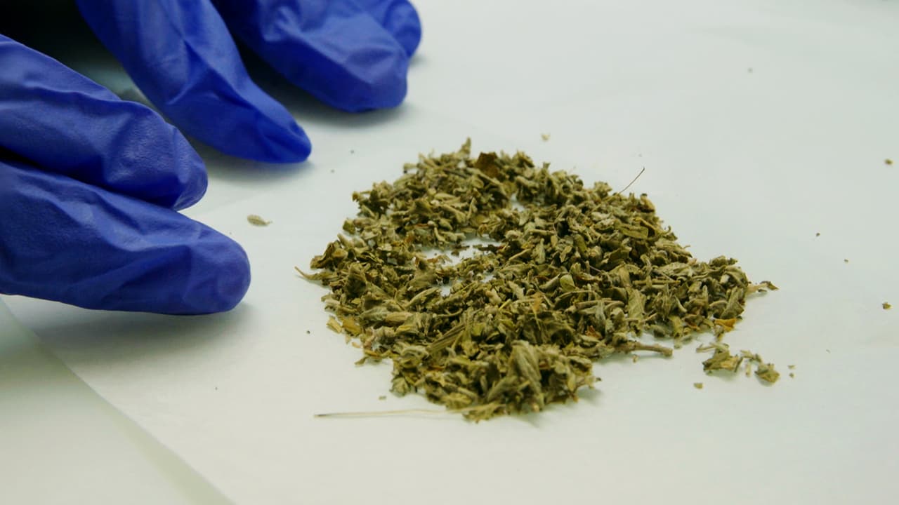 Confirmed: Synthetic Cannabis Is a Gateway Drug, Pot Isn’t 