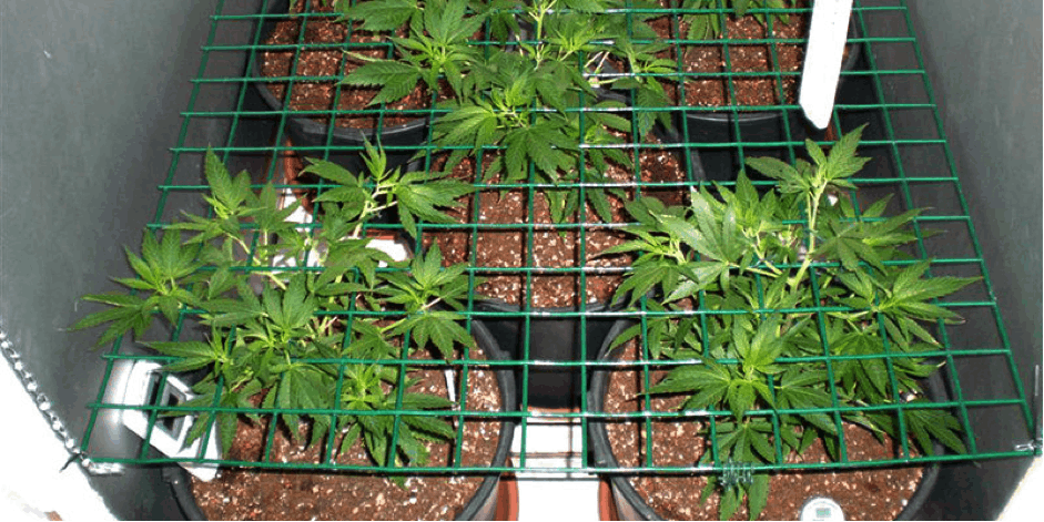 Pest Prevention when Growing Cannabis Indoors 