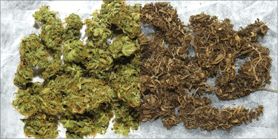 How to Rehydrate Dry Cannabis 