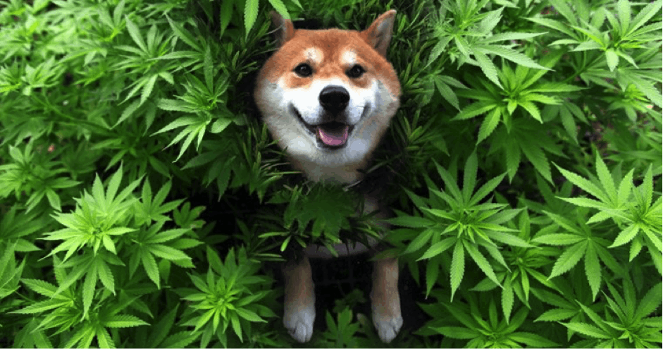 Cannabis for Dogs: Passing Fad or Mass-Market Potential?