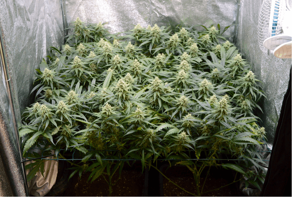 Effective Ways to Improve Cannabis Plant Yields 