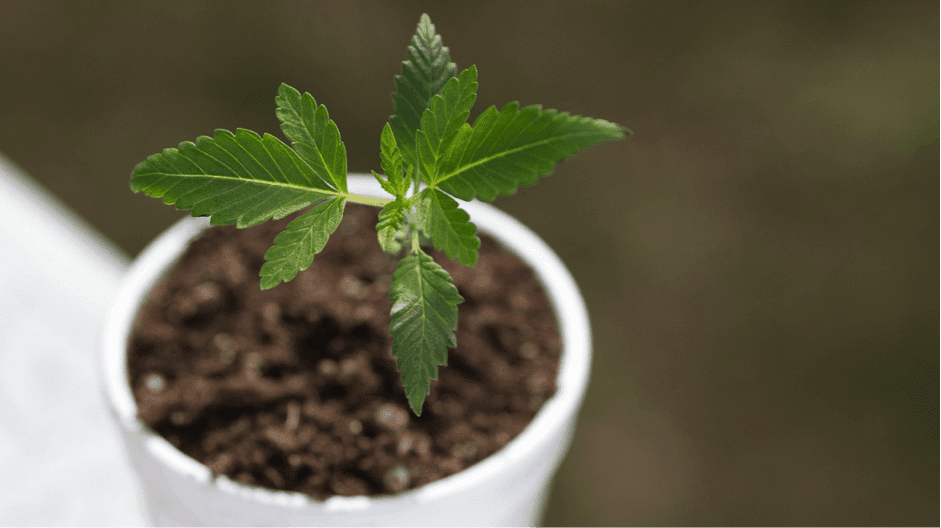 Why Grow Just One Cannabis Plant?