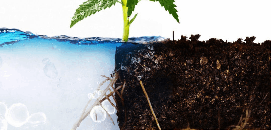 Hydroponics vs. Soil Cannabis Cultivation: Let the Fight Begin