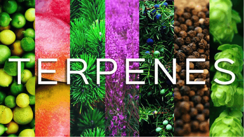Improve Terpene Production with These Simple Tips