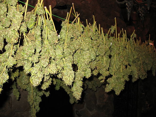 How to Dry Weed: The Easiest Method