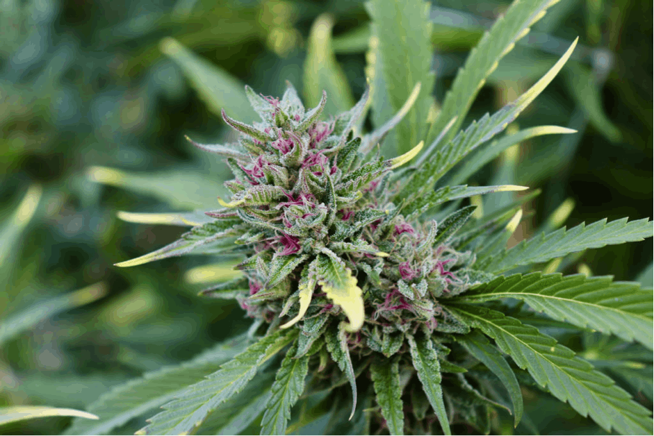 Cannabis Cultivation: The Four Stages of Flowering