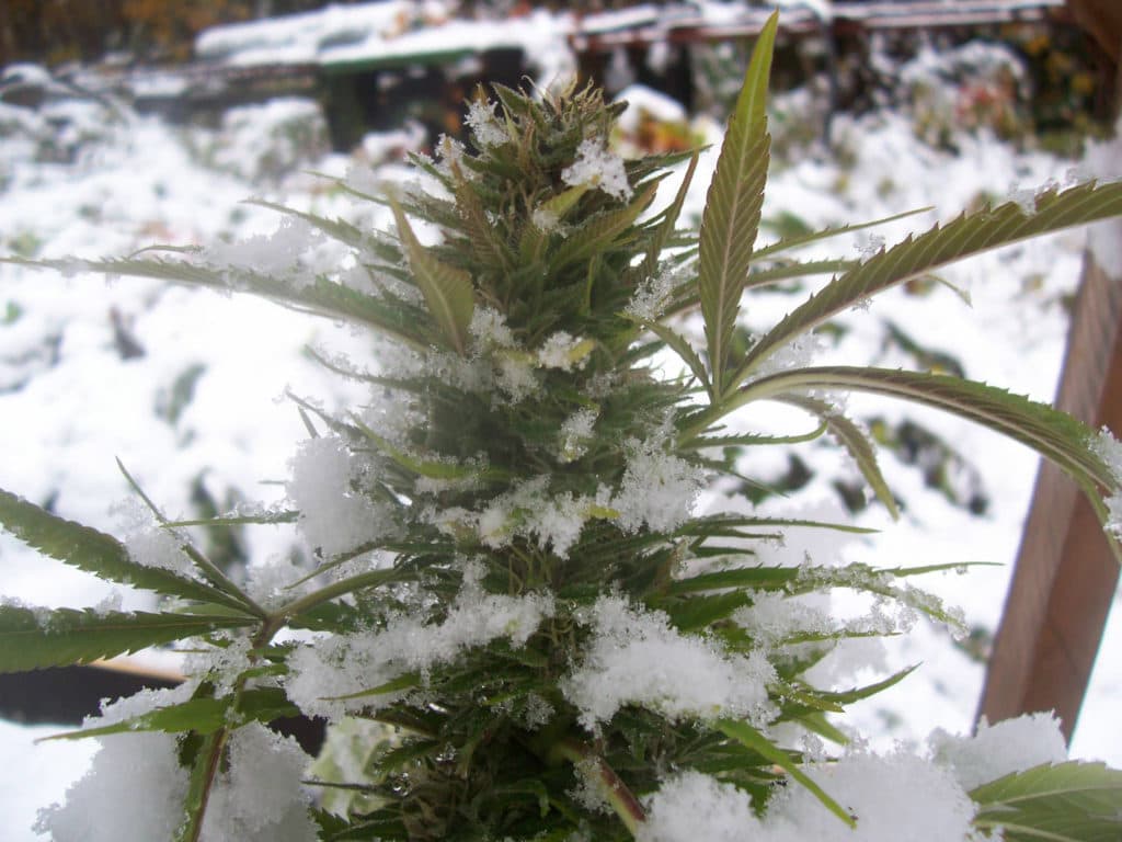 Five Winter Cannabis Strains to Grow When it’s Cold