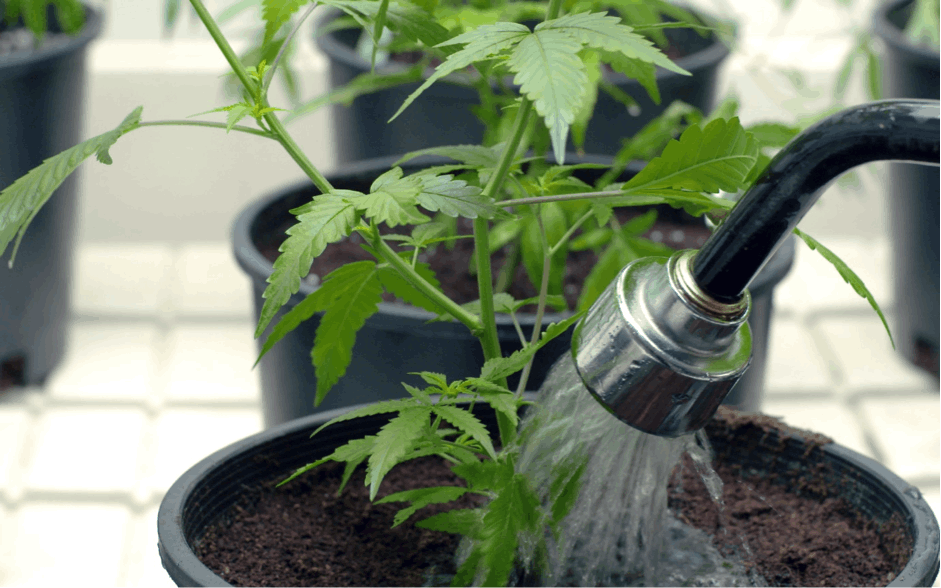 The Fine Art of Watering Cannabis Plants Properly 