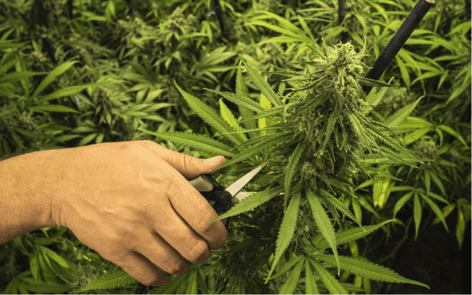 The Five Errors Almost Every Rookie Cannabis Grower Makes 