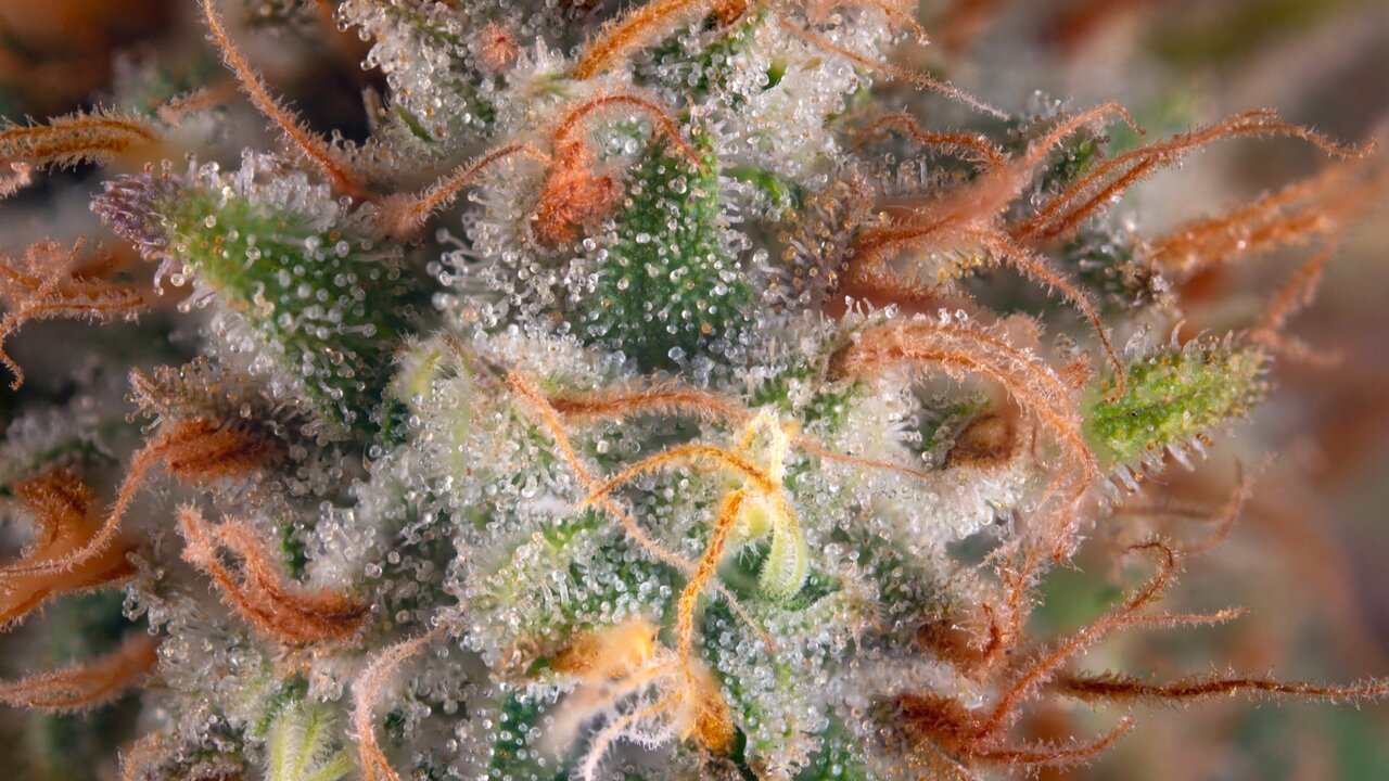 How to Increase Terpenes When Growing Cannabis