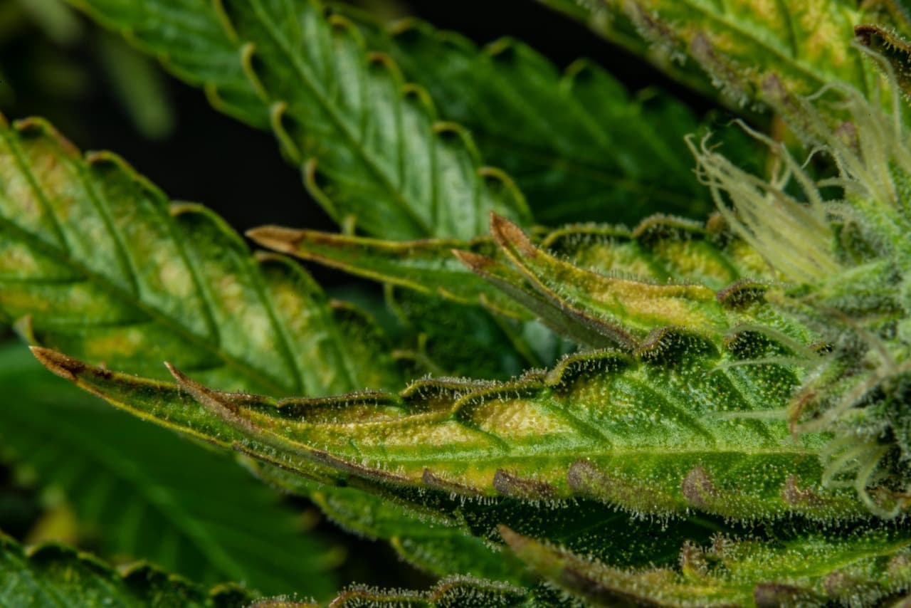 Leaf Septoria: What Yellow Spots on Cannabis Leaves Mean and How to Treat Them Right