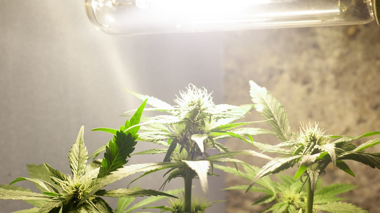 How Much Light Does a Cannabis Plant Need?