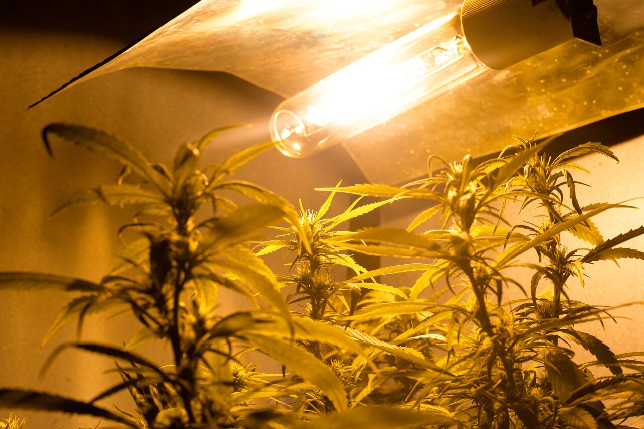 Best Grow Lights for Marijuana: Types, Spectrum, Yields, Prices, and more