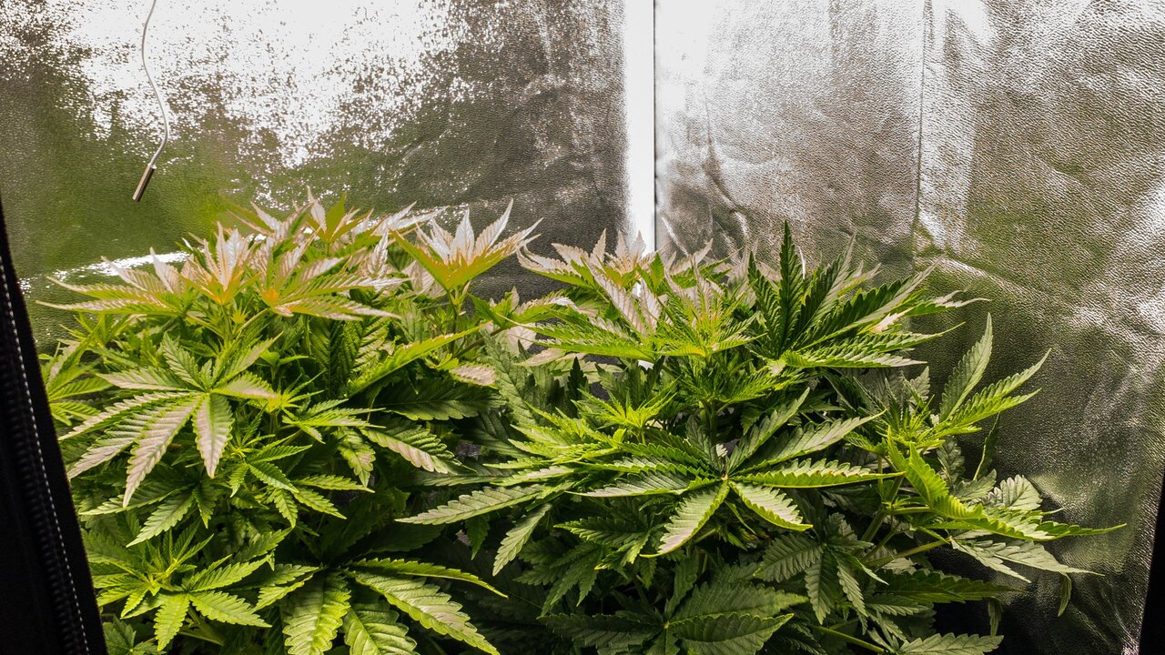 Ideal Temperature and Humidity for Your Cannabis Grow Room