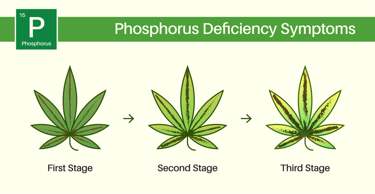 Here’s how to solve phosphorus deficiency in cannabis plants