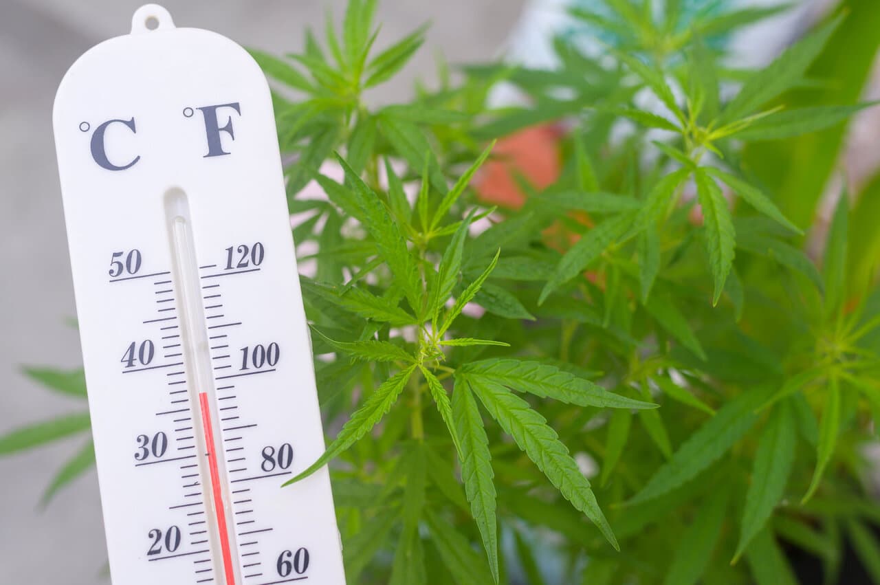 Prevent and Treat Heat Stressed Cannabis Plants