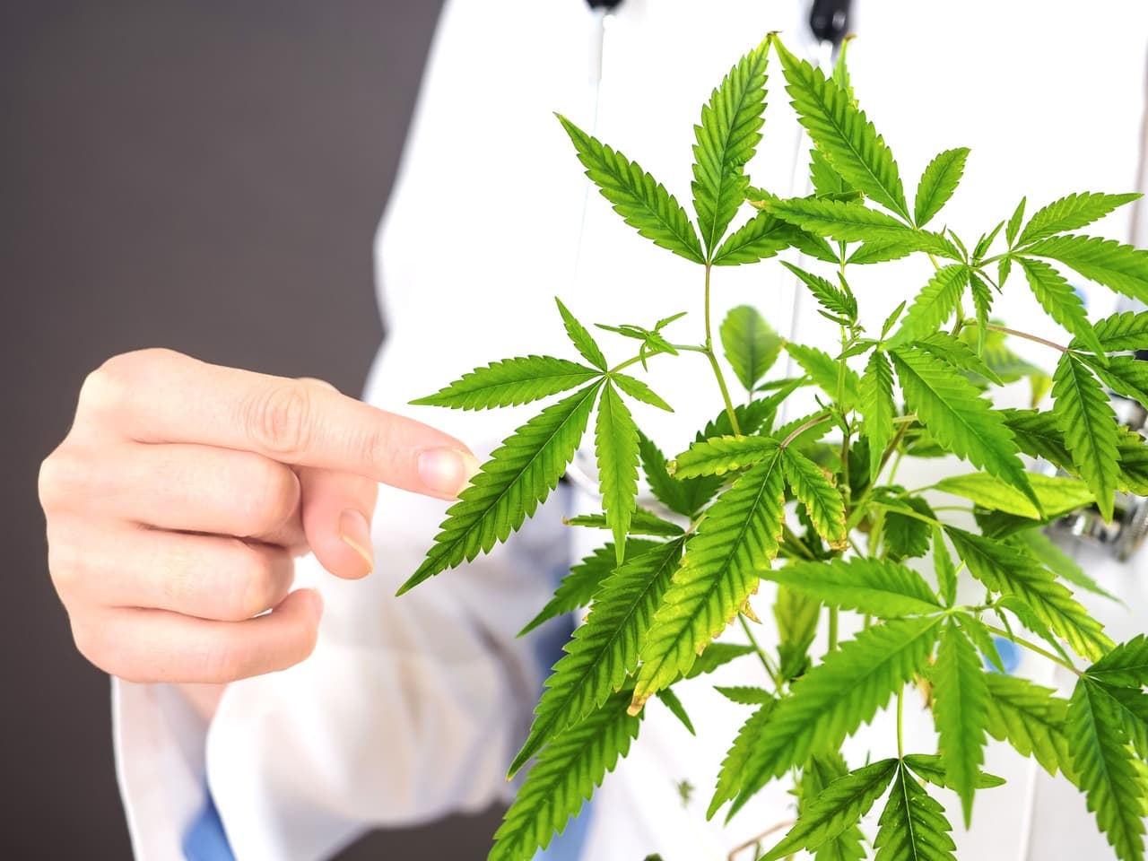 Top 9 Cannabis Diseases You Need to Watch Out For